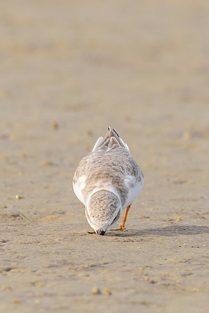 Piping Plover