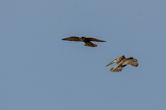 Peregrine Falcon