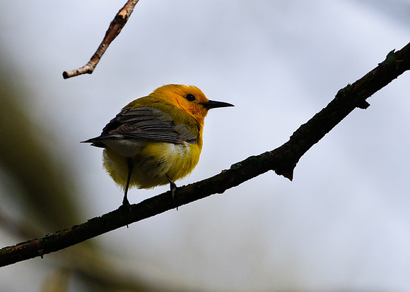 Prothonotary Warbler Big Island Wildlife Area, Marion OH