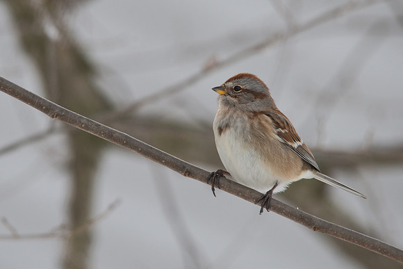 American Tree Sparrow
