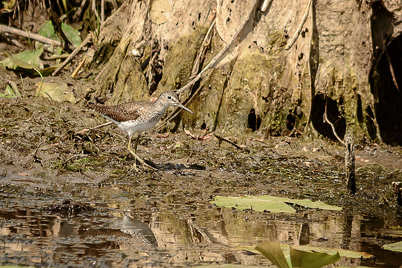 Solitary Sandpiper