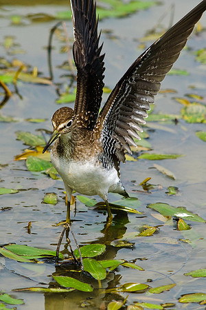 Solitary Sandpiper