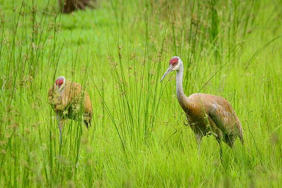 Sandhill Crane Pair