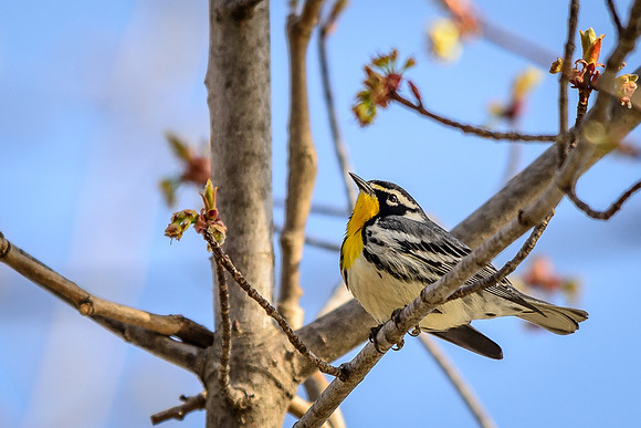 Yellow-throated Warbler