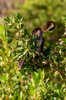 Anhinga