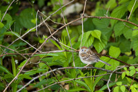 Field Sparrow