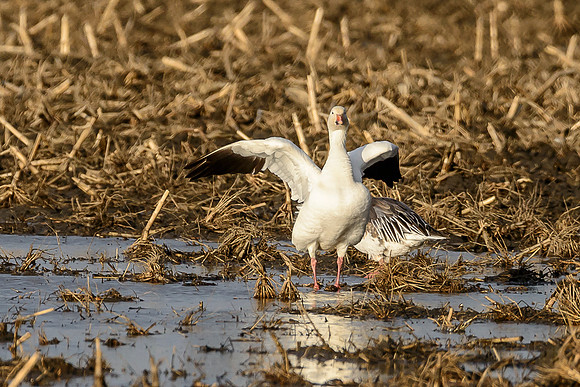 Snow Geese 4