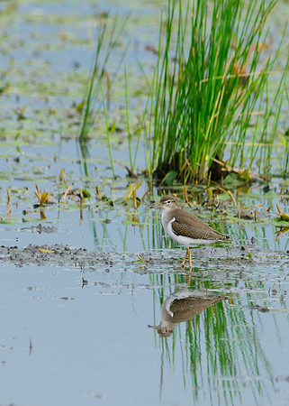 Solitary Sandpiper