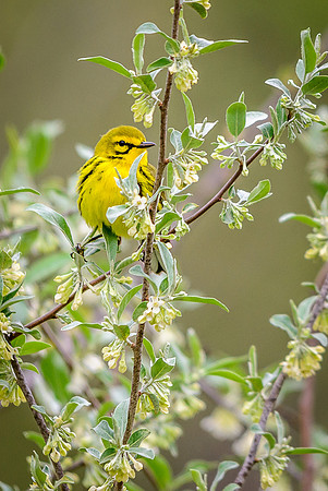 Prairie Warbler
