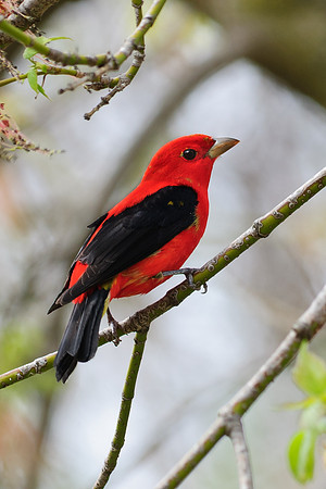Scarlet Tanager