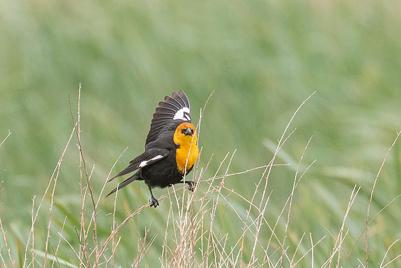 Yellow-headed Blackbird