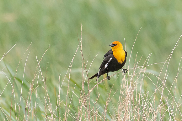 Yellow-headed Blackbird