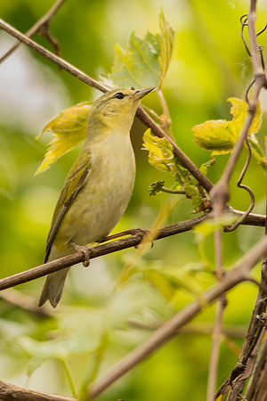 Tennessee Warbler; Magee Marsh, Lake Erie Ohio
