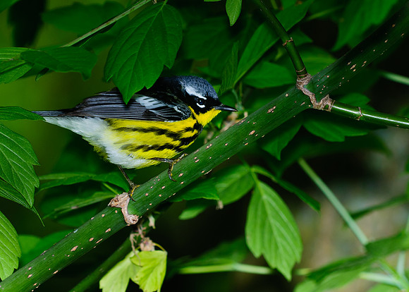 Magnolia Warbler; Magee Marsh, Lake Erie Ohio