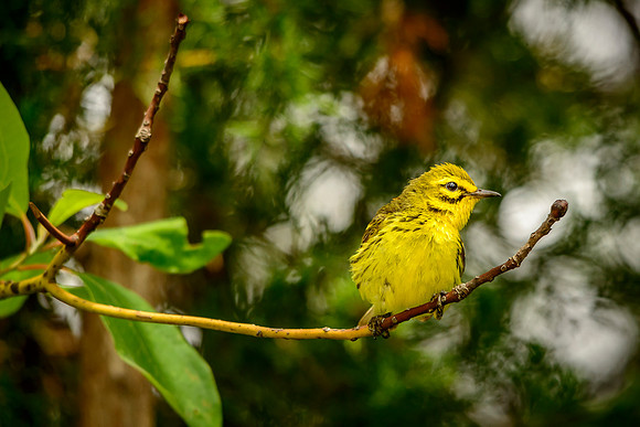 Prairie Warbler