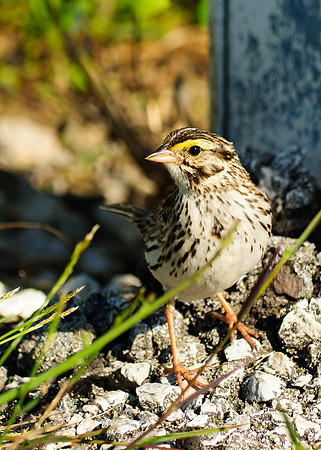 Savannah Sparrow