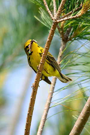 Prairie Warbler