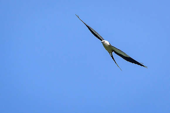 Swallow-tailed Kite