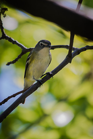 Blue-headed Vireo; Magee Marsh, Lake Erie Ohio