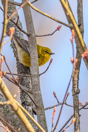 Pine Warbler