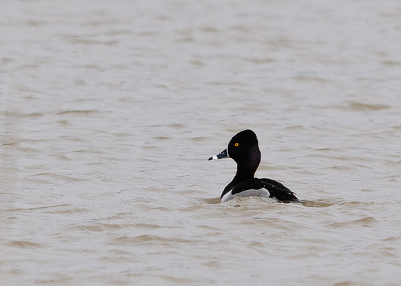 Ring Neck Duck; Big Island Wildlife Area, Marion Ohio