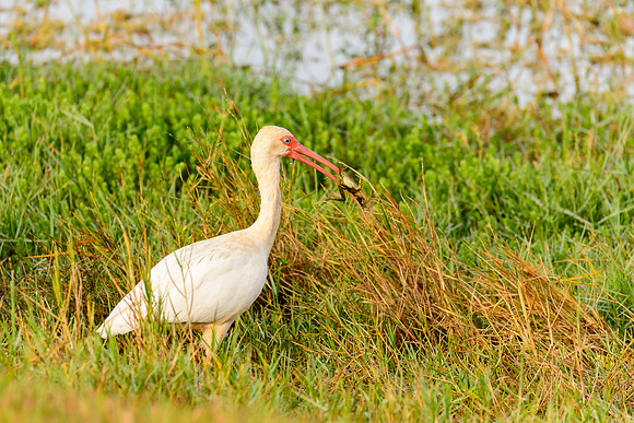 White Ibis