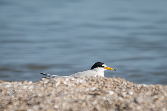 Least Tern