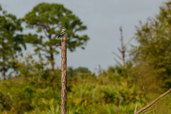 Loggerhead Shrike