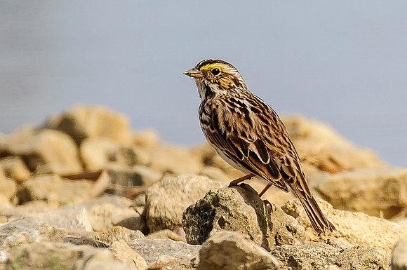 Savannah Sparrow