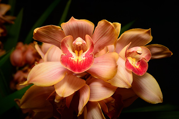 Orange Orchid