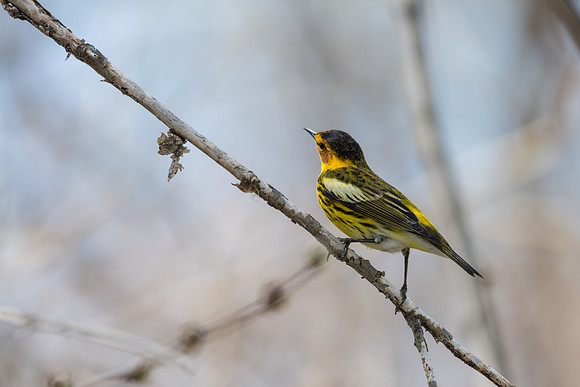 Cape May Warbler
