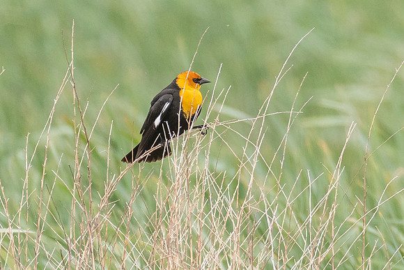 Yellow-headed Blackbird