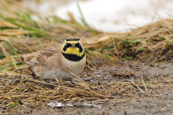Horned Lark