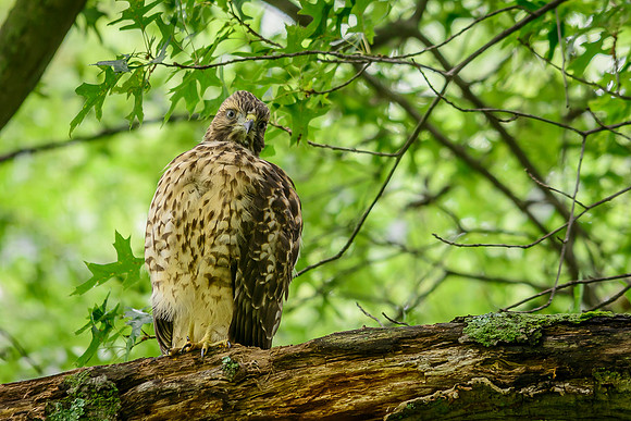 Juvenile Red-shouldered Hawk