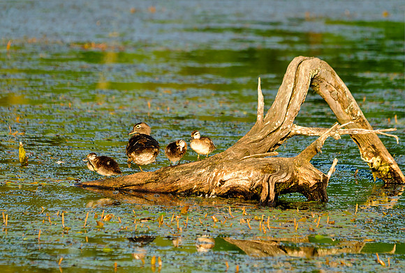 Wood Duck