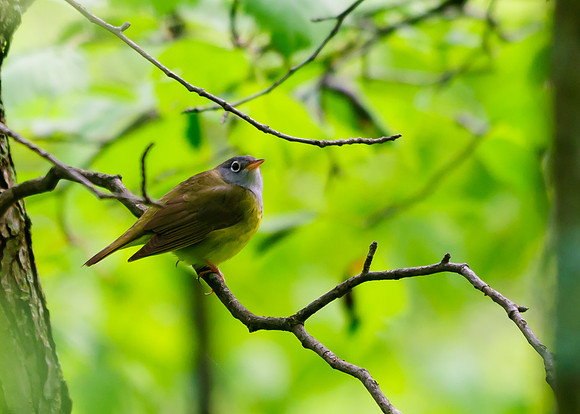 Connecticut Warbler; Lawrence Woods, Kenton OH
