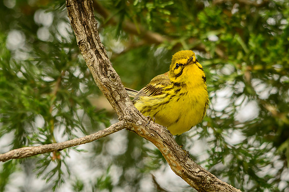 Prairie Warbler