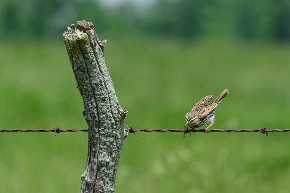 Savannah Sparrow