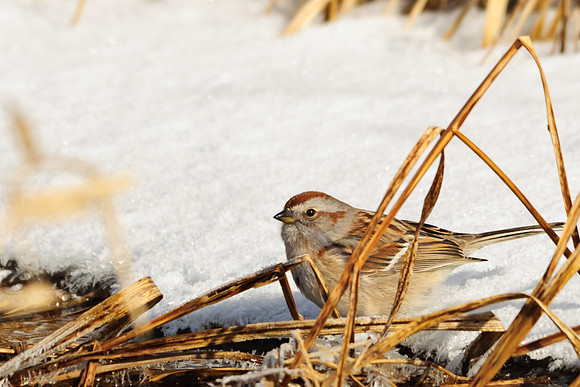 American Tree Sparrow