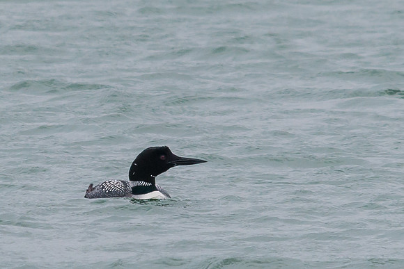 Common Loon; Killdeer Plains WA, Harpster OH