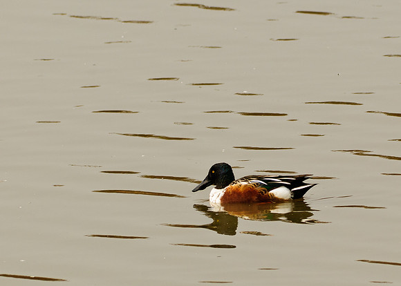 Northern Shoveler