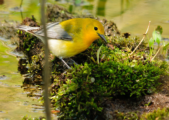 Prothonotary Warbler; Lawrence Woods, Kenton  OH