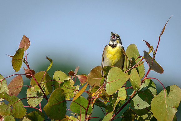 Dickcissel