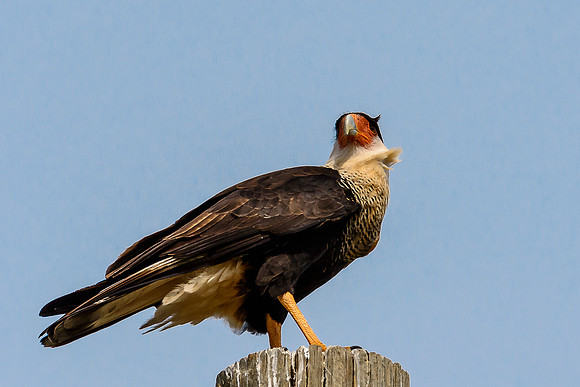Crested Caracara