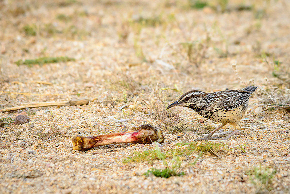 Cactus Wren