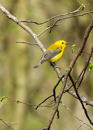 Prothonotary Warbler Big Island Wildlife Area, Marion OH