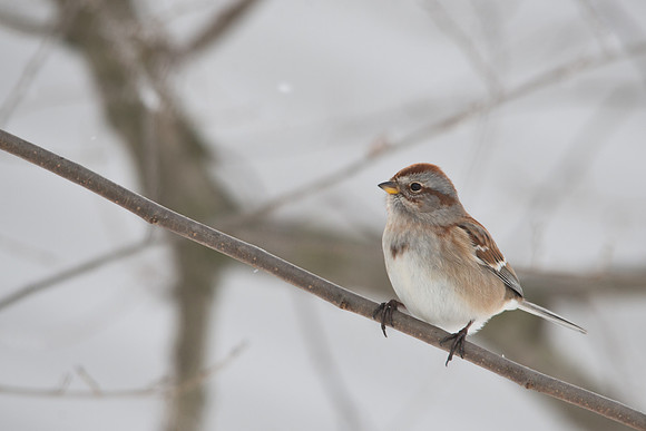 American Tree Sparrow