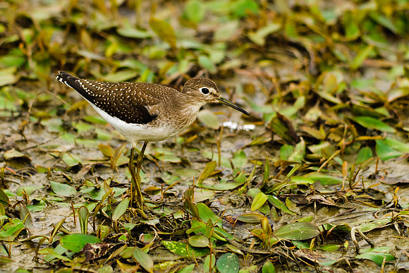 Solitary Sandpiper