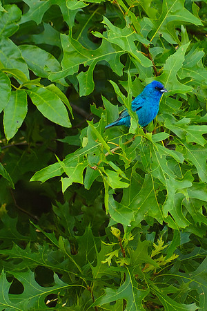 Indigo Bunting