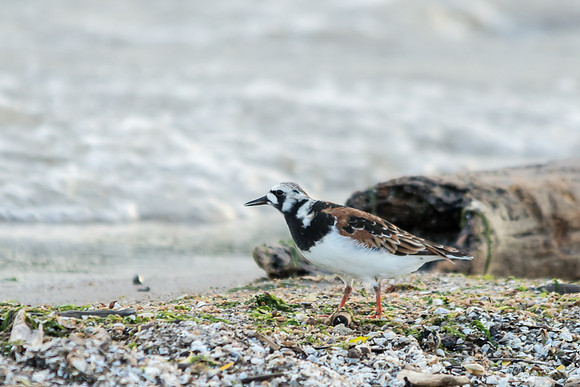 Ruddy Turnstone